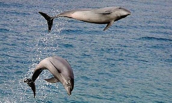 Manors Delmare Manors Delmare